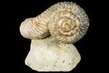 Fossil Heteromorph (Nostoceras) Ammonite - Madagascar #129522-1